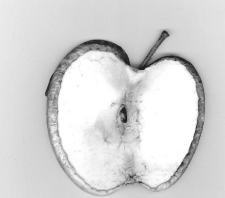 ---apfel - CORINA SCHUBERT - Array auf Array - Array - Array ---apfel - CORINA SCHUBERT - Array auf Array - Array - Array