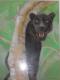 Schwarzer Panther - Christine Wirth - Pastell auf Papier - Tiere - Klassisch Schwarzer Panther - Christine Wirth - Pastell auf Papier - Tiere - Klassisch