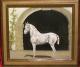 Spanisches Pferd - Snapi - Ãl auf Leinwand - Sonstiges-Pferde - Spanisches Pferd - Snapi - Ãl auf Leinwand - Sonstiges-Pferde -