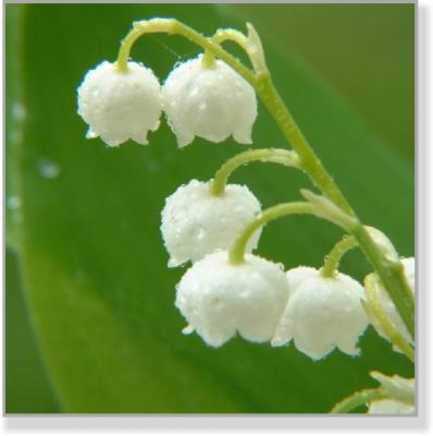 Z4 0205_2 Maiglöckchen - Thomas H. Eichkorn Zeit4men - auf - Array - Z4 0205_2 Maiglöckchen - Thomas H. Eichkorn Zeit4men - auf - Array -