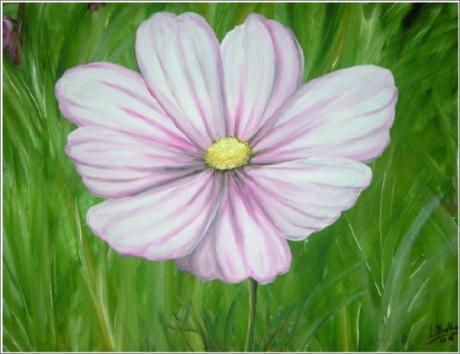 Cosmea - Shyleen - Array auf Array - Array - Cosmea - Shyleen - Array auf Array - Array -