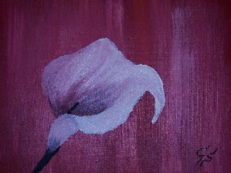 Calla - Prise - auf - Array - Calla - Prise - auf - Array -