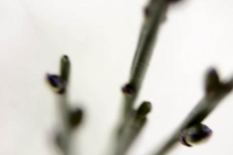 ginster - Mirko Bartenwerfer - auf Array - Array - ginster - Mirko Bartenwerfer - auf Array - Array -