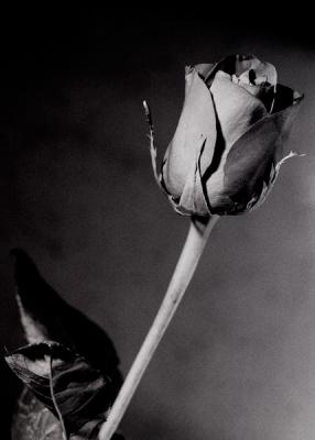 Rose - Alex Loban - auf - Array - Rose - Alex Loban - auf - Array -