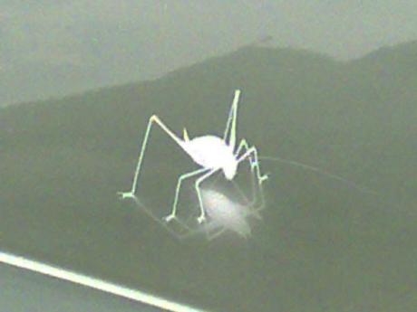 Locust - Maximillian van da Meer - auf - Array - Locust - Maximillian van da Meer - auf - Array -