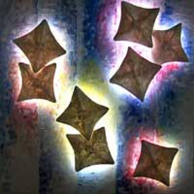 Light-art Caribbean beach - Picchio Dieter Specht - Array auf - Array - Array Light-art Caribbean beach - Picchio Dieter Specht - Array auf - Array - Array