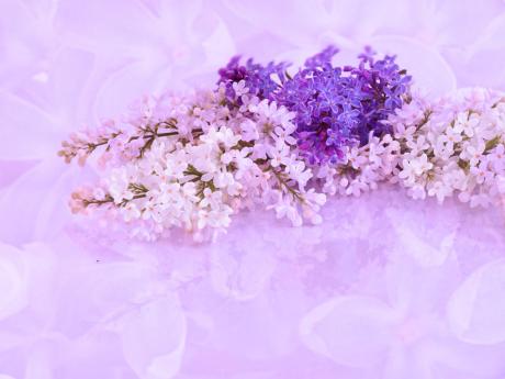 Fliederträume - Annett Tropschug - Array auf - Array - Fliederträume - Annett Tropschug - Array auf - Array -