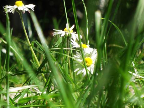 Gänseblümchen - Simone M. -  auf  - Array - 
