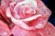 Rose - marion kapur - Acryl auf Leinwand - - Gegenständlich Rose - marion kapur - Acryl auf Leinwand - - Gegenständlich