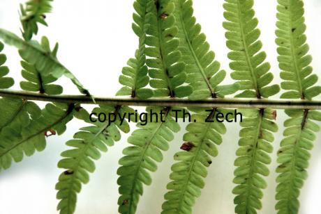 Farn - Thaddäus Zech - auf - Array - Farn - Thaddäus Zech - auf - Array -