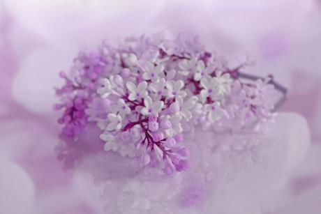 Fliederträume - Annett Tropschug - Array auf - Array - Fliederträume - Annett Tropschug - Array auf - Array -