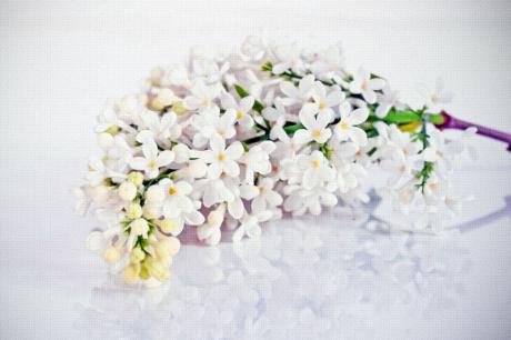 Fliedertraum - Annett Tropschug - Array auf - Array - Fliedertraum - Annett Tropschug - Array auf - Array -