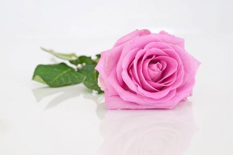 Rosentraum - Annett Tropschug - Array auf - Array - Rosentraum - Annett Tropschug - Array auf - Array -