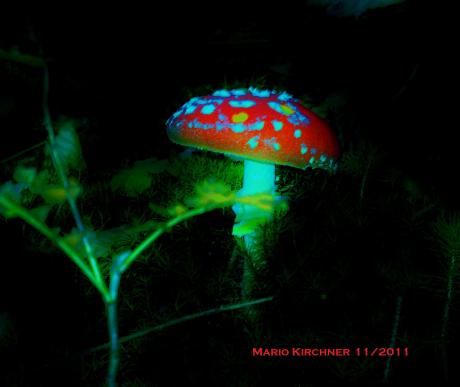 ---Foto 2 - Mario Kirchner - Array auf - - ---Foto 2 - Mario Kirchner - Array auf - -