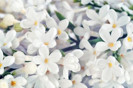 Frühlngssinfonie - Annett Tropschug - Array auf - Array - Frühlngssinfonie - Annett Tropschug - Array auf - Array -