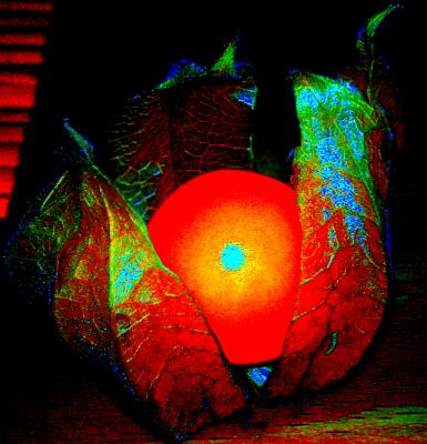 ---Physalis - Mario Kirchner - Array auf - Array - ---Physalis - Mario Kirchner - Array auf - Array -