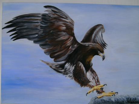 Steinadler - Kurt Braukmann - auf - Array - Steinadler - Kurt Braukmann - auf - Array -