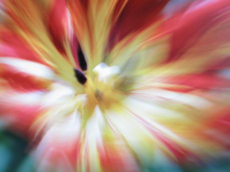 flower - Alexander Lehnert - auf - Array - flower - Alexander Lehnert - auf - Array -