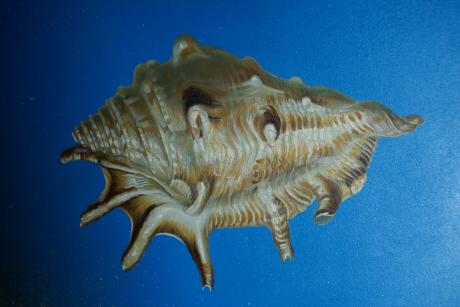 Traum Muschel - Theo Todorov - Array auf - Array - Traum Muschel - Theo Todorov - Array auf - Array -