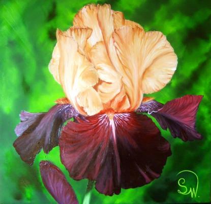 Iris Let´s Boogie - Simone Wilhelms - Array auf Array - Array - Array Iris Let´s Boogie - Simone Wilhelms - Array auf Array - Array - Array