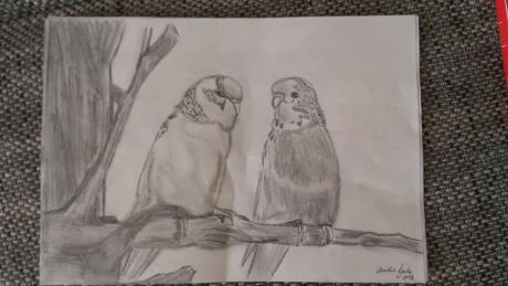 Wellensittche - Claudia Beutler - Array auf Array - Array - Wellensittche - Claudia Beutler - Array auf Array - Array -