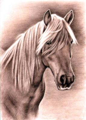 Haflinger Stute - Nicole Zeug - Array auf - Array - Haflinger Stute - Nicole Zeug - Array auf - Array -