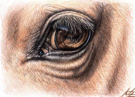 Horse Eyes - Nicole Zeug - Array auf - Array - Horse Eyes - Nicole Zeug - Array auf - Array -