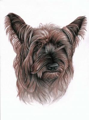 Australian Terrier - Nicole Zeug - Array auf - Array - Australian Terrier - Nicole Zeug - Array auf - Array -