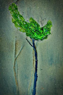 detail beach - Theo Berends - Array auf - Array - detail beach - Theo Berends - Array auf - Array -