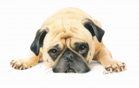 Mops - Sanni Schmiedefeld - Array auf - Array - Mops - Sanni Schmiedefeld - Array auf - Array -