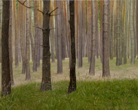 Kiefernwald/Dübener Heide - Stefan Rochler - Array auf Array - Array - Array Kiefernwald/Dübener Heide - Stefan Rochler - Array auf Array - Array - Array