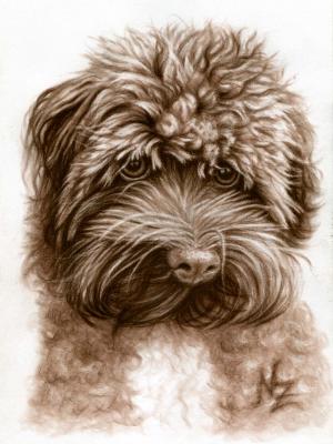 Bolonka Zwetna - Nicole Zeug - Array auf - Array - Bolonka Zwetna - Nicole Zeug - Array auf - Array -