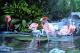 Flamingos--- Flamingos---