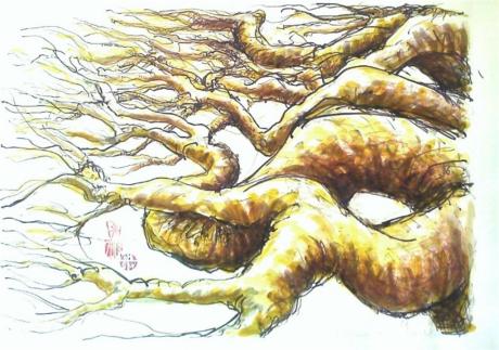 -Maulbeerbaum Südfrankreich-- - Sven Wangemann - Array auf Array - Array - Array -Maulbeerbaum Südfrankreich-- - Sven Wangemann - Array auf Array - Array - Array