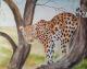 Gepard Gepard